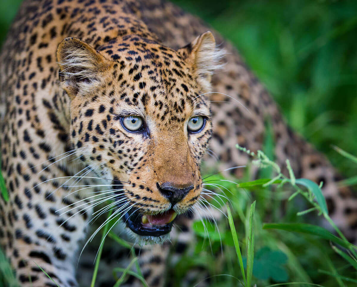 In the Valley of the Leopard | Viajes Planeta Azul